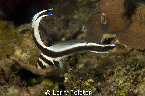 Roatan, D300-60mm by Larry Polster 